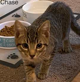 Photo of Chase