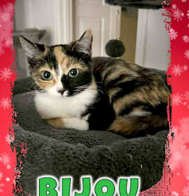 Photo of Bijou