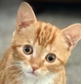 Photo of Daffodil Kitten #1 (Survivor)