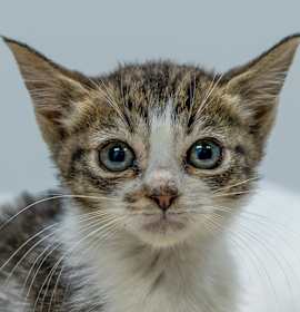 Photo of Milky Way Kitten #1