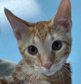 Photo of Cantaloupe Kitten #3