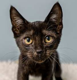 Photo of Ristretto Kitten #2