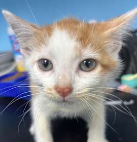 Photo of Apple Cider Kitten #2