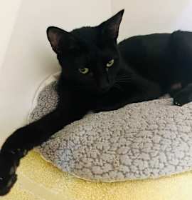 Photo of Brisket (Pounce Cat Cafe)