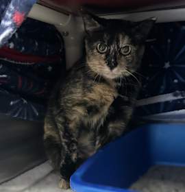 Photo of *Farm Cat*Pumpkin Patch