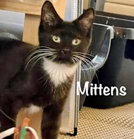 Photo of Mittens