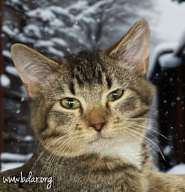 Photo of Captain Spaulding