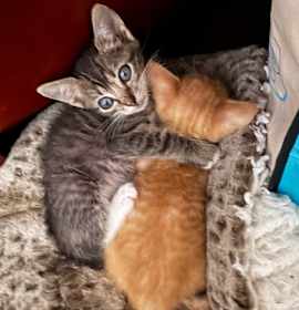 Photo of Hairy Poppins