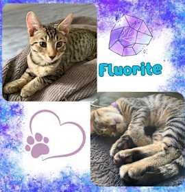 Photo of Fluorite of the “Purring Gemstones”