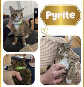 Photo of Pyrite and Peridot