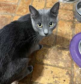 Photo of Baby Bluebell