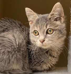 Photo of Fifi Fluff (9629)