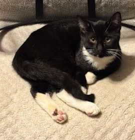 Photo of Tuxedo