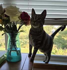 Photo of Cedar (aka Finley)