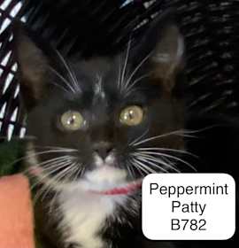 Photo of Peppermint Patty B782