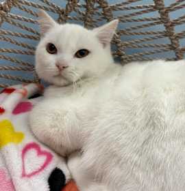 Photo of Mark (pink collar)