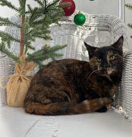 Photo of Abba Zaba 55332