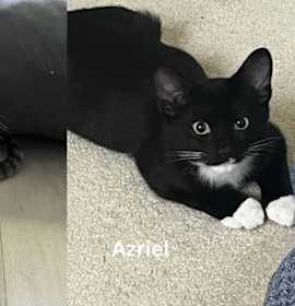 Photo of Cassian & Azriel - bonded brother kittens