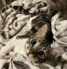 Photo of Jeffy (courtesy)