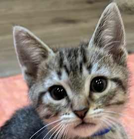 Photo of Ricky Steamboat