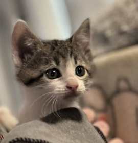 Photo of Scooter adoption pending