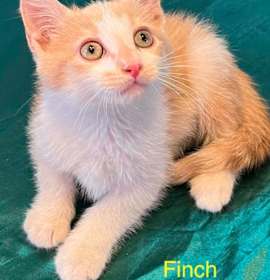 Photo of Finch meet 12/20