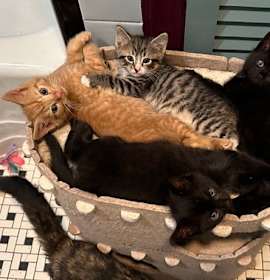 Photo of Avocado Toast