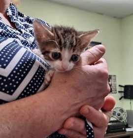 Photo of Little Mister Garchomp