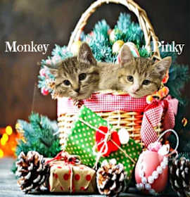 Photo of Pinky *kitten*