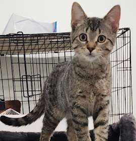 Photo of Cleo(bonded with Timber)