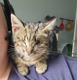 Photo of Blinky Beans