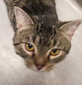 Photo of Hansel bonded w/ Gretel