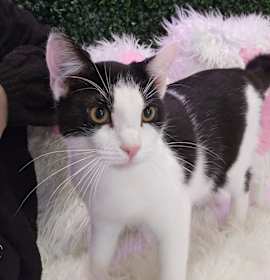 Photo of **Cat Cafe** Whippersnapper