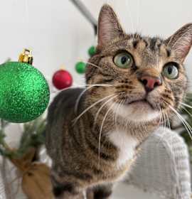 Photo of Blink Tiny Treats 8948