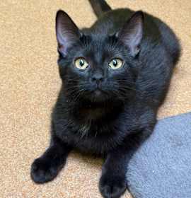 Photo of Dani Dennison