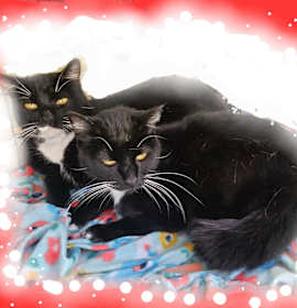 Photo of Sylvester and Sylvia tux kitti