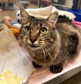 Photo of Mother Goose