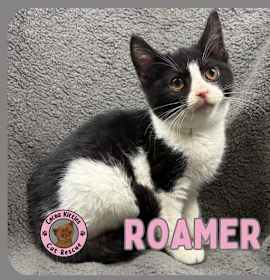 Photo of Roamer