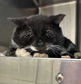 Photo of Woolly Mammoth