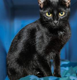 Photo of *BLACK CAT*