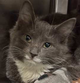 Photo of SpiderLily 59816