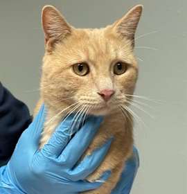 Photo of MR. WHISKERS