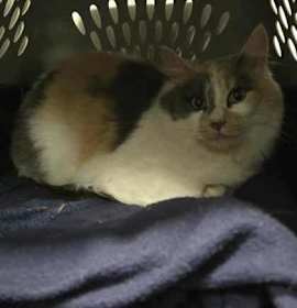 Photo of Biscoff - WORKING CAT