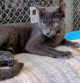 Photo of Hopper / Bitters