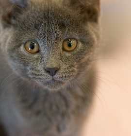 Photo of **Cat Cafe** Cashew