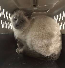 Photo of Working Cat: Darwin