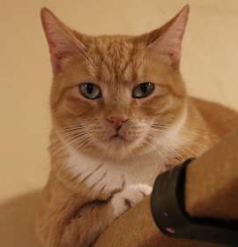 Photo of Creamsickle