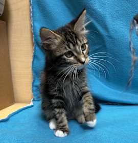 Photo of Miss Purrty