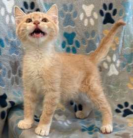 Photo of 91647 Rusty