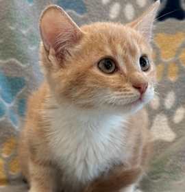 Photo of 91648 Rosie